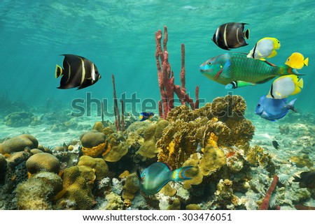 Corals and colorful tropical fish under the water on a shallow seabed of the Caribbean sea