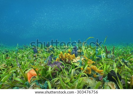 Underwater on the ocean floor with seagrass and colorful sponges in the Caribbean sea