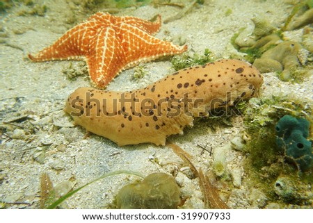 Underwater creature, three-rowed sea cucumber, Isostichopus badionotus, on the seabed with a starfish in background, Caribbean sea