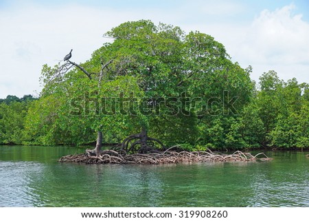 Mangrove trees and roots in the water of the Caribbean sea, Panama, Central America