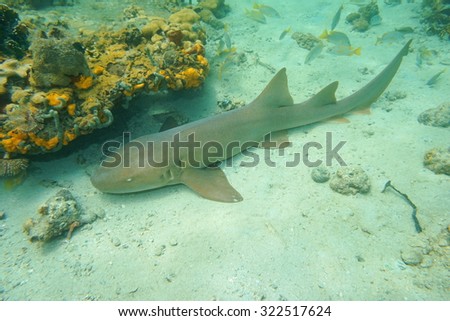 Ginglymostoma cirratum, nurse shark underwater on the seabed of the Caribbean sea, Mexico