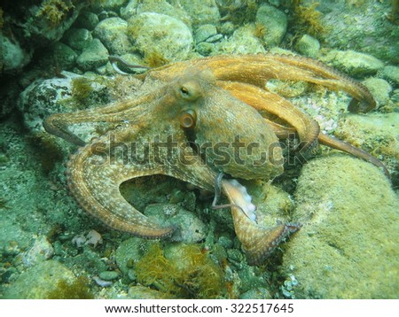 Mediterranean octopus underwater moving on the seabed, Costa Brava, Spain