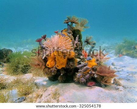 Colorful underwater marine life composed by tube worms and sea sponges on the seabed, Caribbean sea