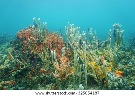 Underwater marine life, diversity of sea sponges on the ocean floor