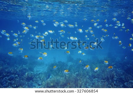 School of fish Sergeant-major with water surface ripples and coral reef seabed, Caribbean sea, Martinique