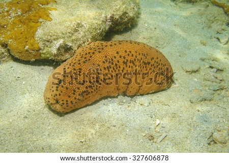 Underwater marine life, Three-rowed sea cucumber, Isostichopus badionotus, also known as chocolate chip cucumber or cookie dough sea cucumber