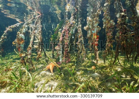 Marine life on the mangrove roots underwater, Caribbean sea, Panama