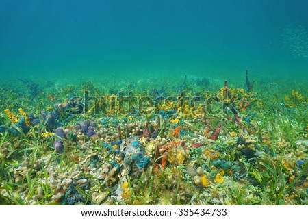 Underwater on a seafloor with coral and colorful sea sponges, Caribbean sea, Panama