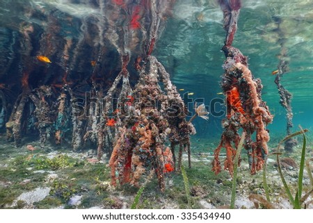 Sea life on red mangrove tree roots under the water, Caribbean sea, Bocas del Toro, Panama
