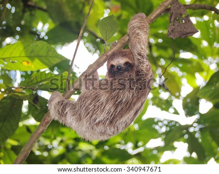 Young brown-throated three-toed sloth climbing on a branch in the jungle, Panama, Central America