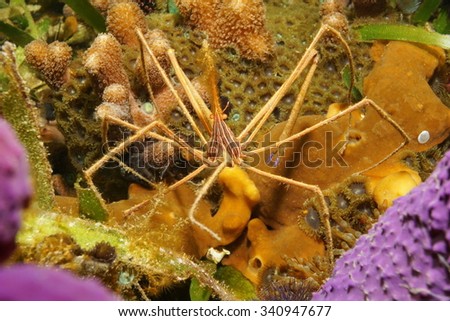 A yellowline arrow crab, Stenorhynchus seticornis, strange underwater animal with long legs, Caribbean sea
