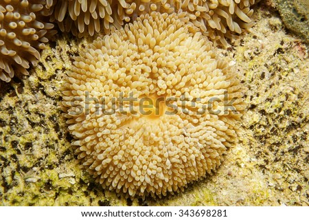 Sea anemone, Stichodactyla helianthus, commonly called Sun anemone, Caribbean sea, Panama