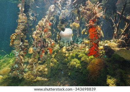 Underwater mangrove roots covered by colorful marine life, Caribbean sea, Panama, Central America