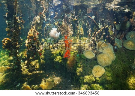 Underwater marine life in the mangrove roots, Caribbean sea, Panama, Central America