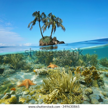 Split image over and under sea surface near an islet with two coconut palm trees above waterline and corals with starfish underwater, Caribbean, Panama