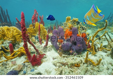 Colors of underwater marine life on the seabed with corals, sea sponges and tropical fish, Caribbean sea, Central America