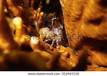 Underwater life, a porcelain crab, Petrolisthes sp. , waving feeding palps to catch food, Caribbean sea, Panama, Central America
