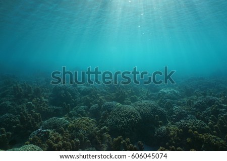 Underwater seascape corals and algae on the ocean floor with sunlight through water surface, natural scene, Tahiti lagoon, Pacific ocean, French Polynesia