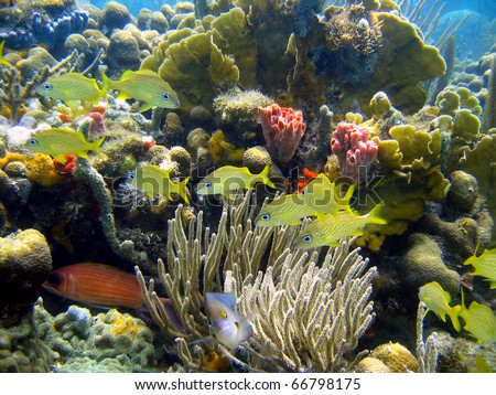 Colorful coral reef with fish in Panama, Bocas del Toro, Caribbean sea