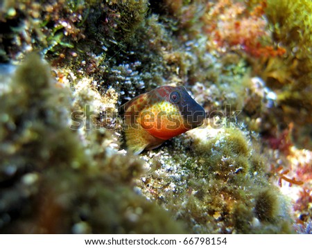 Caneva\'s Blenny fish partially hidden in his hole, Mediterranean sea,Vermilion coast, Roussillon, France