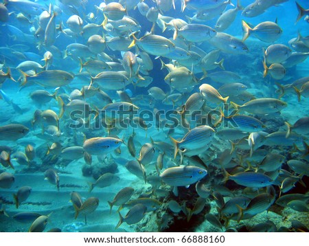 Plenty of salema porgy fish, Sarpa salpa, Banyuls Cerbere marine reserve,  Mediterranean sea, Roussillon, Vermilion Coast, France