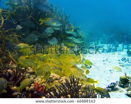 School of fish in a coral reef, Bocas del Toro, Caribbean sea, Panama