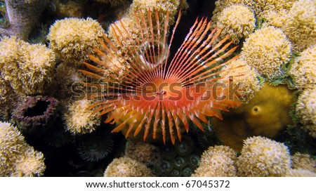 Beautiful feather duster worm in a coral reef, Caribbean sea, Panama