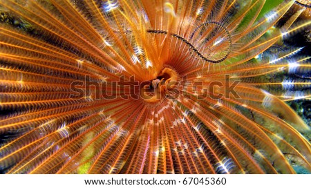 Macro view of a Magnificent feather duster worm, Caribbean sea, Panama