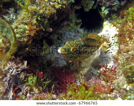 Five-spotted wrasse fish in the marine reserve of Cerbere Banyuls, Mediterranean sea, Vermilion coast, Pyrenees Orientales, Roussillon, France