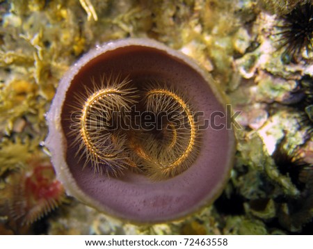 Tentacles of sponge brittle star, inside purple tube sponge, Caribbean sea, Panama