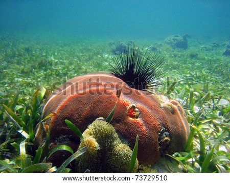 Pink hard coral with long spined sea urchin and anemone, Caribbean sea, Panama
