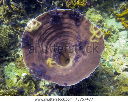 Brown Bowl Sponge, Cribrochalina vasculum, with Sponge brittle star inside it, Caribbean sea, Panama