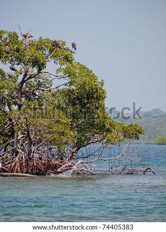 Small mangrove island with seabird on tree, Caribbean sea, Bocas del Toro, Panama