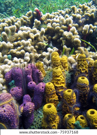 Colorful seabed with purple and yellow tube sponge and white coral in background, Caribbean sea, Panama