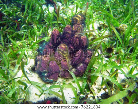 Colorful Branching tube sponge,Aiolochroia crassa, covered by  Suenson\'s brittle star, Caribbean sea, Panama