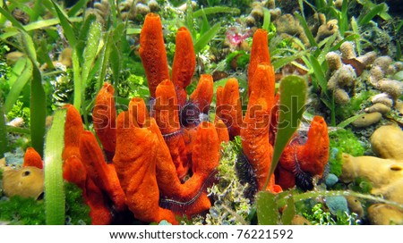 Red Fire sponge Tedania ignis, on shallow seabed with seagrass, Caribbean sea, Panama