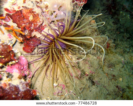 Close up view of a Tube-dwelling Anemone, Cerianthus, Mediterranean sea, Balearic Islands,  Majorca, Spain