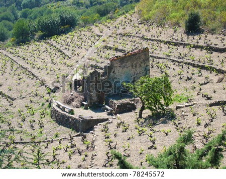 Ruined house in a vineyard, Mediterranean country, Pyrenees Orientales, Languedoc Roussillon, France