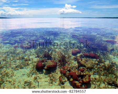 Coral reef in transparent water, Bocas del Toro, Caribbean sea, Panama