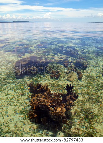 Coral under water surface in Bocas del Toro, caribbean sea, Panama