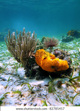 Underwater marine life with orange sea sponge, sea rod coral and feather duster worm in the Caribbean sea, Costa Rica