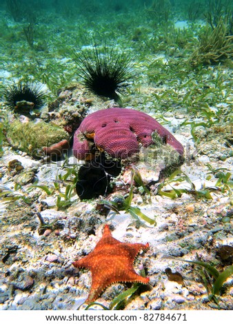 Seabed with hard coral, long spined urchin and a starfish, Caribbean sea, Panama