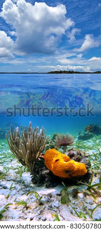 Split view in the Caribbean sea with cloudy blue sky, and underwater, sea sponge with sea rod coral and feather duster worm, Panama