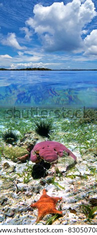 Surface and underwater view with cloudy sky, coral, starfish and urchins, Caribbean sea, Panama