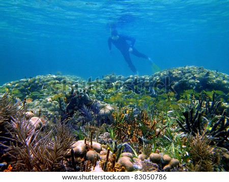 Snorkeler watching a shoal of tropical fish in a beautiful coral reef in the Caribbean sea , Panama