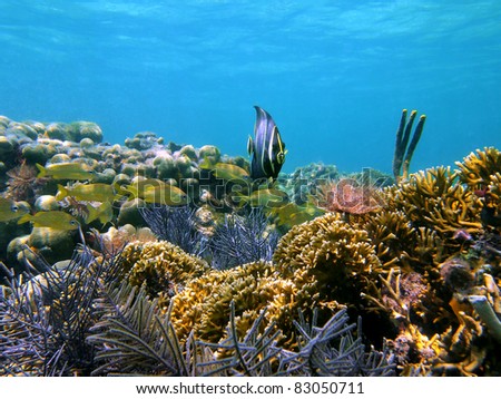 Healthy and colorful seafloor with corals and tropical fish in the Caribbean sea, Bocas del Toro, Panama