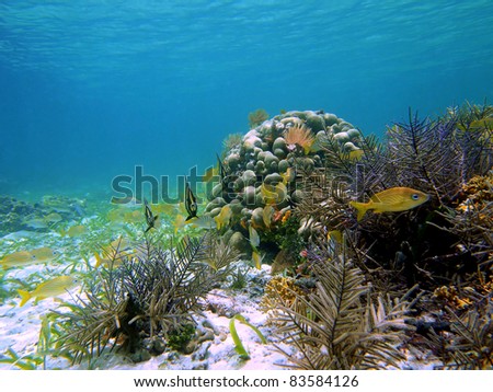 Underwater corals and tropical fish of the Caribbean sea, Bocas del Toro, Panama