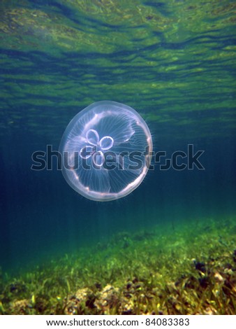 Moon jellyfish, Aurelia aurita in the caribbean sea, Bocas del Toro, Panama