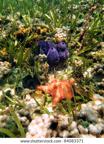 Colored underwater life with a starfish and branching tube sponge in a coral reef of the Caribbean sea, Bocas del Toro, Panama