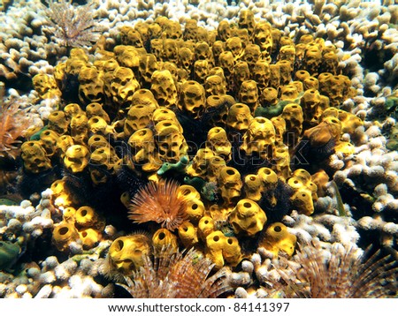 Undersea life with yellow tube sponges surrounded by corals, Caribbean sea, Panama
